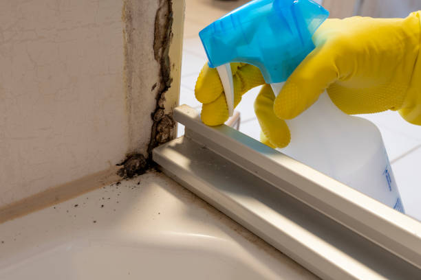 Professional Mold Remediation in Southern View, IL
