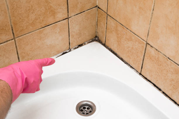 Best Post-Flood Mold Remediation in Southern View, IL